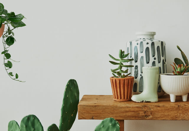 Store Plant